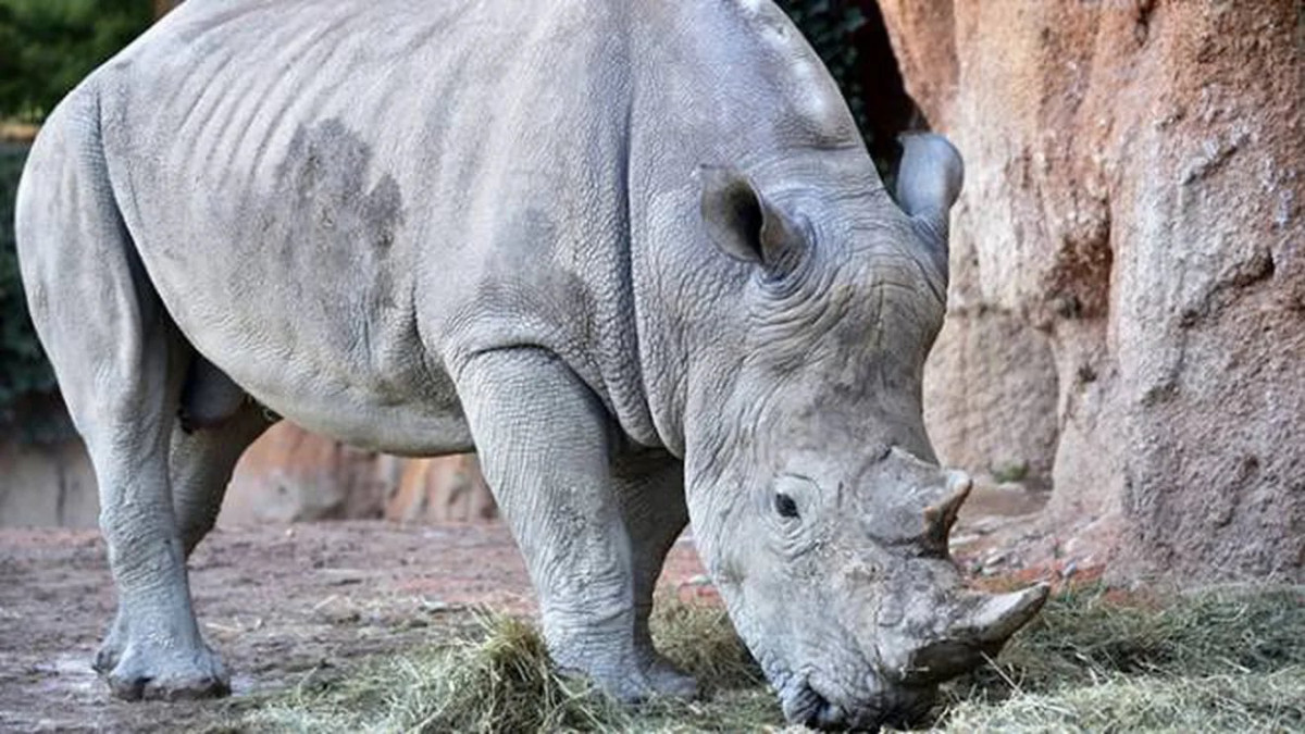 Nonno Toby, az 54 évesen kimúlt rinocérosz