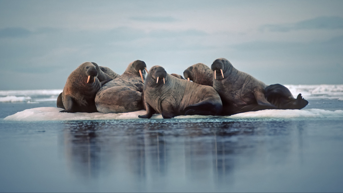 Walrus herd on ice floe