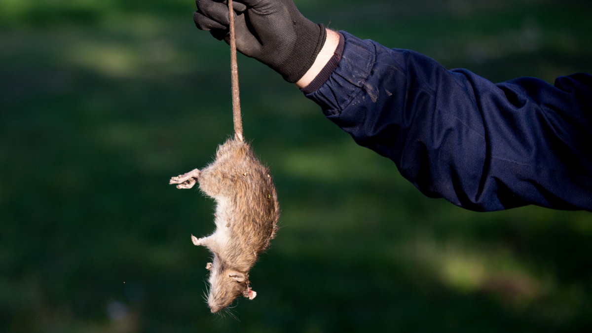 Farmer with protective gloves holding dead rat for tail on farm. Rodenticide concept in agriculture