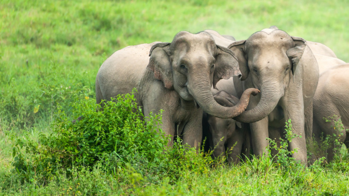 Az agyar nélküli elefánt lett a válasza a természetnek az orvvadászatra