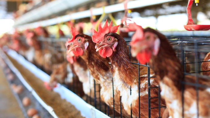 A NAK vészharangot kongat a csirke- és tojáspiacot átalakító javaslat miatt