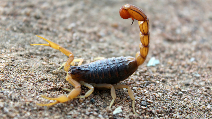 Skorpiót találtak Székesfehérváron az utcán