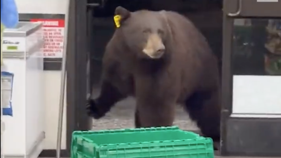 Egy medve rontott be az élelmiszerboltba
