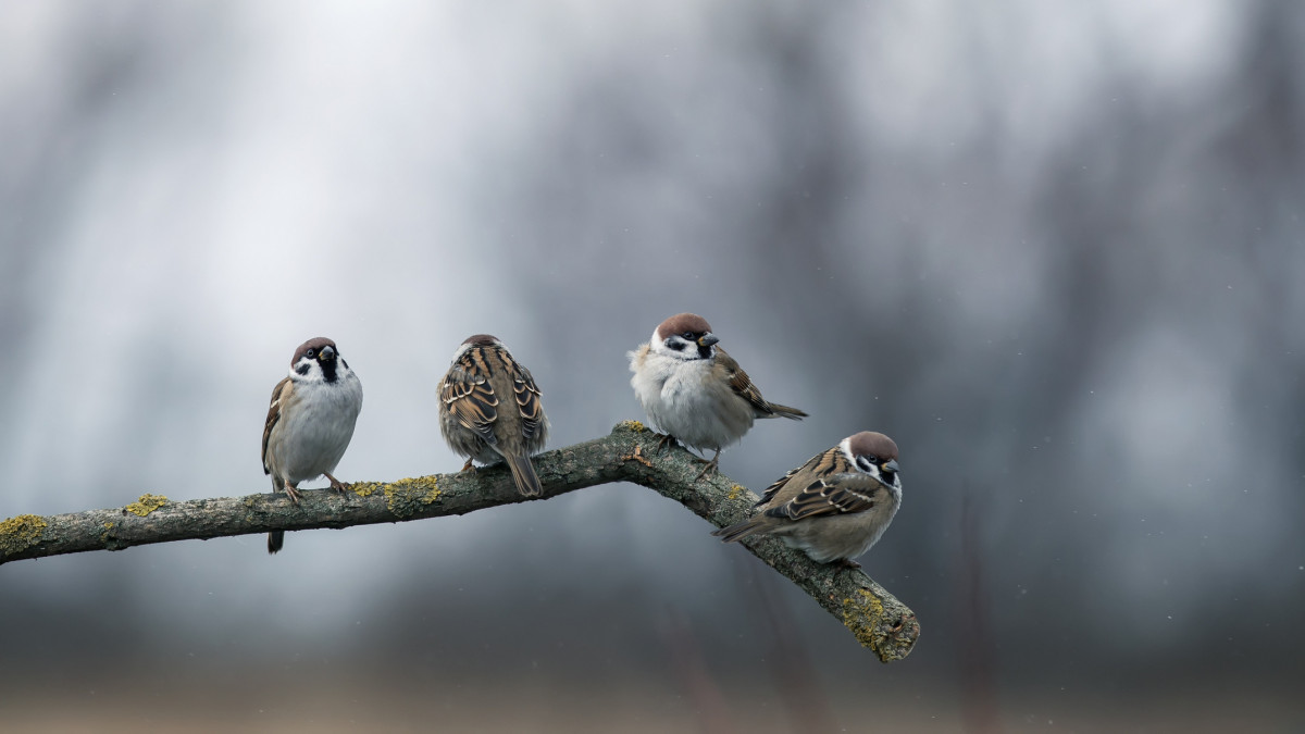 small sparrow birds perch on a branch in a rainy garden