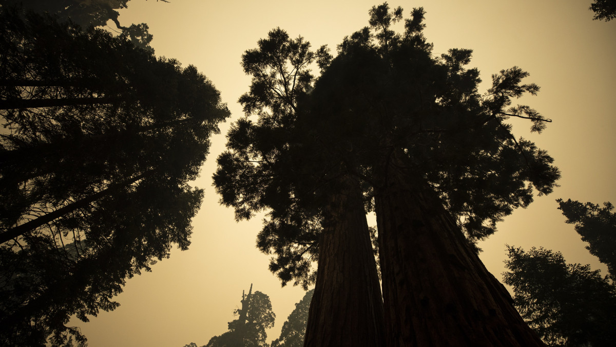 Erdőtűz füstje borítja mamutfenyőket a kaliforniai Sequoia Nemzeti Parkban Porterville településtől keletre 2021. szeptember 23-án.