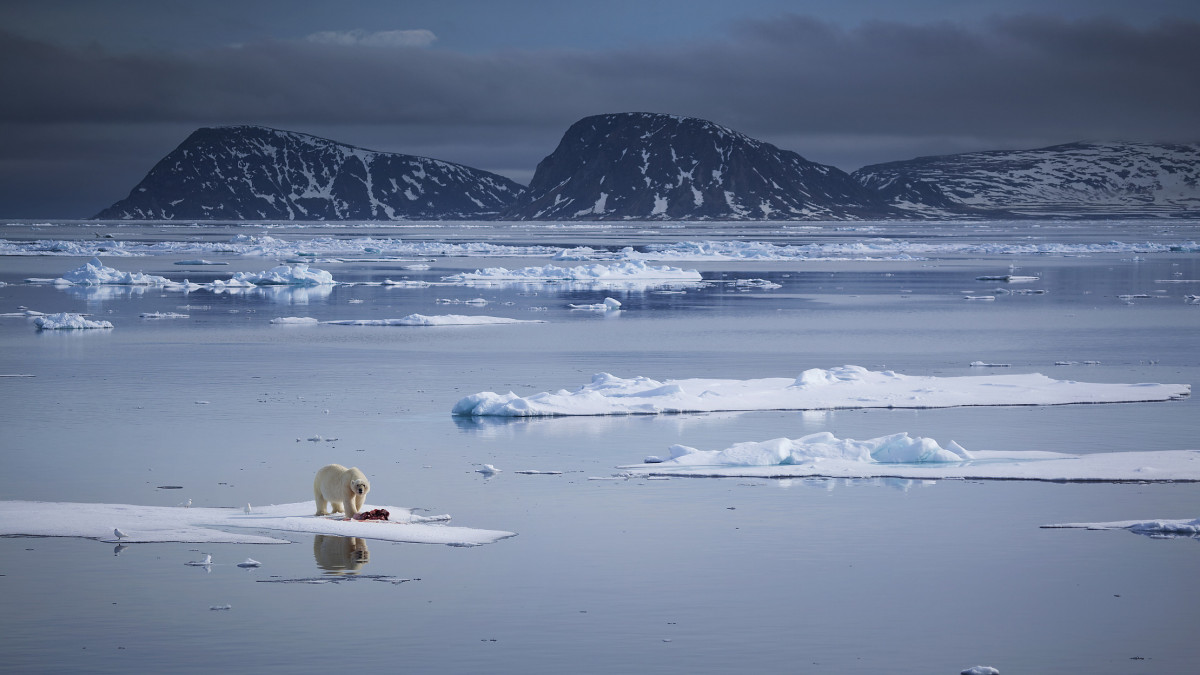 A polar bear stands among a thin ice floe off the northern shores of the Svalbard Archipelago.