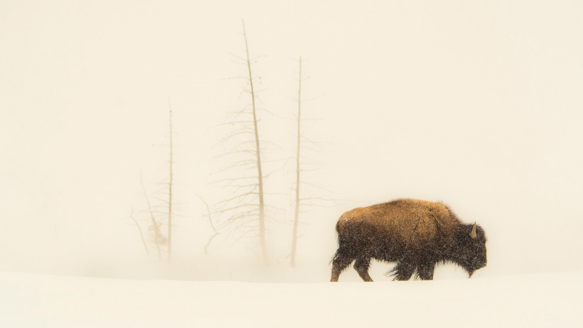 USA,  Wyoming,  Yellowstone National Park,  UNESCO,  World Heritage,  Lone Bison bull walking in the snow. (Photo by: Prisma by Dukas/Universal Images Group via Getty Images)