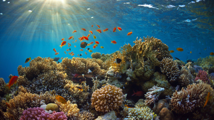 Fura hangok bizonyítják, hogy sikeres a korallzátonyok helyreállítása – videó