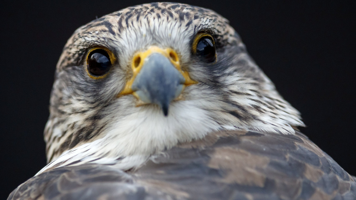 Kerecsensólyom (Falco cherrug) a Tripsdrill vadasparkban, a baden-württembergi Cleebronnban 2018. november 19-én. Az 1957-ben alapított vadaspark jelenleg 130 állatfaj egyedeinek ad otthont 35 hektáron.