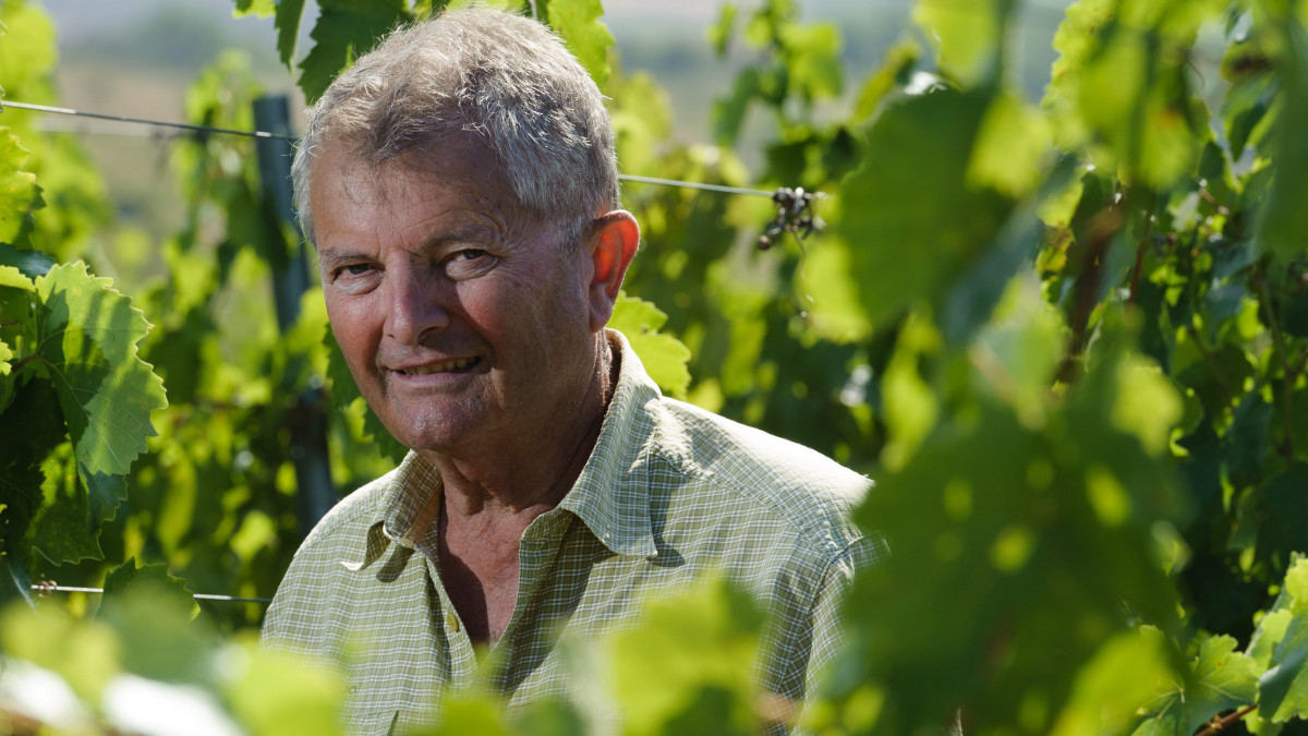 Thummerer Vilmos, a vállalkozás tulajdonosa a Thummerer Pincészet szőlőültetvényén Noszvajon 2012. szeptember 7-én.