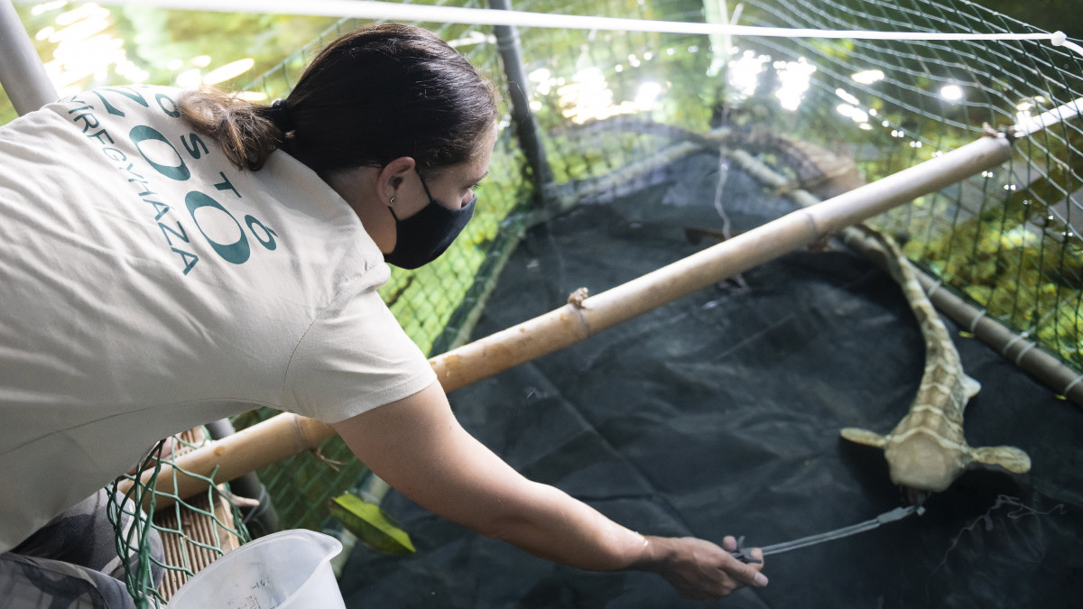 Kállai Melinda vezető akvarista tintahalkarikával  etet egy zebracápát a Nyíregyházi Állatpark India-házában 2022. január 2-án. A tenerifei Loro Park két zebracápát  a 15 hónapos nőstény Nazarét és 14 hónapos hím Mauit  ajándékozott az állatparknak.