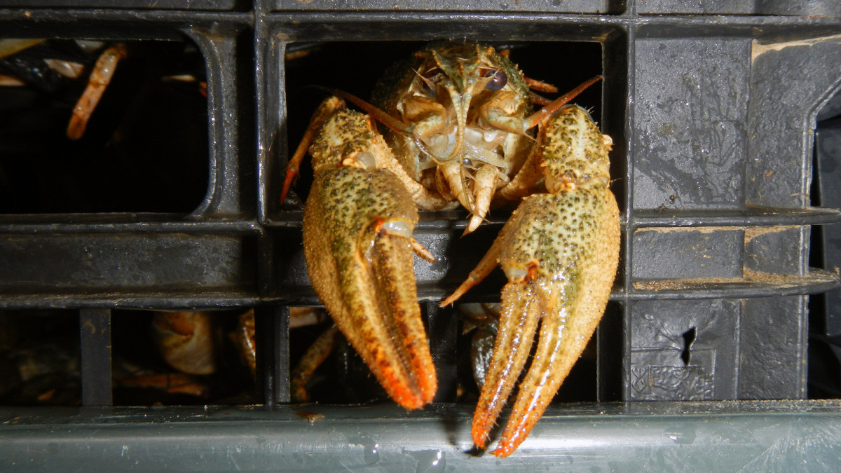 Narrow-clawed crayfish (Astacus leptodactylus) in a confiscated cargo