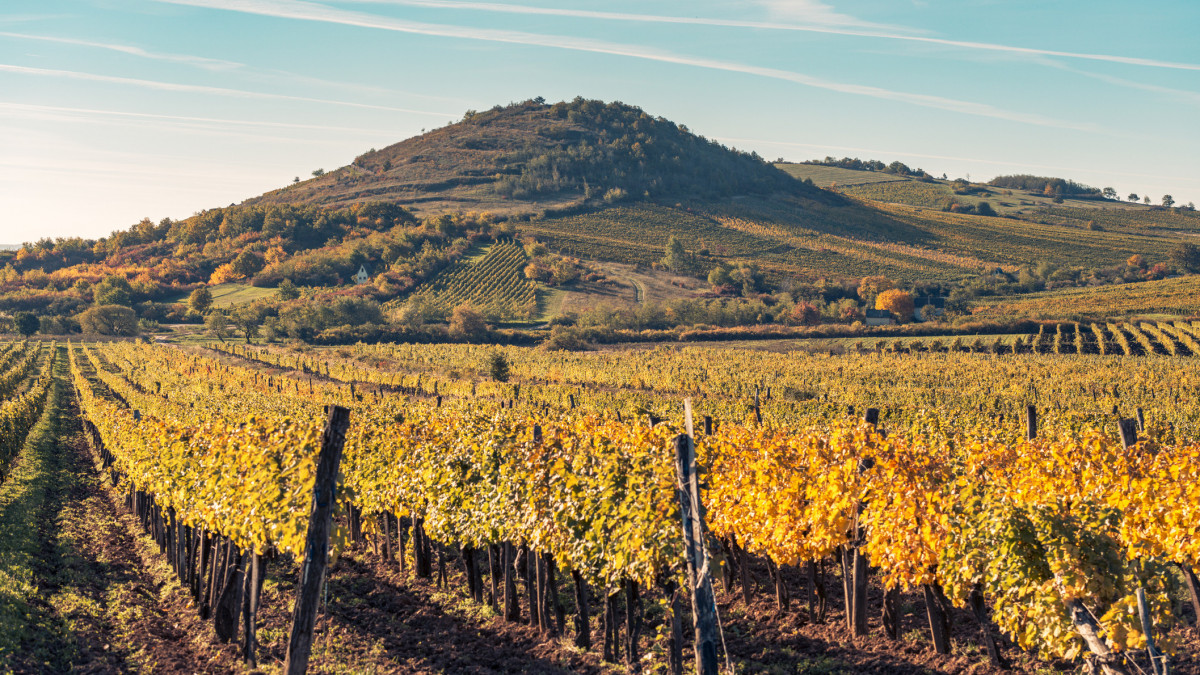 Vineyard of Tokaj wine region, Hungary