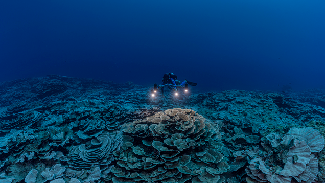 Óriási, érintetlen korallzátonyra bukkantak