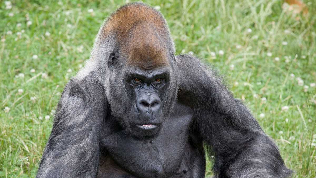 Ozzie, a világ legidősebb gorillája