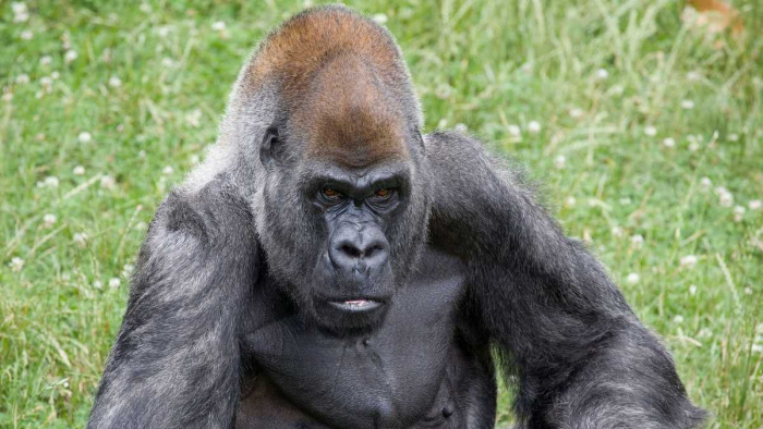 Meghalt a világ legidősebb hím gorillája