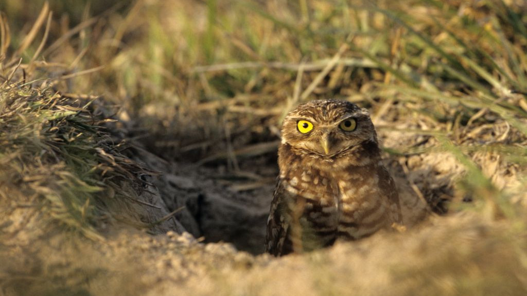 BURROWING OWL (ATHENE CUNICULARIA) WATCHING THE ENTRANCE OF ITS HOLE, VENEZUELA, SOUTH AMERICA. (Photo by Gilles MARTIN/Gamma-Rapho via Getty Images)
