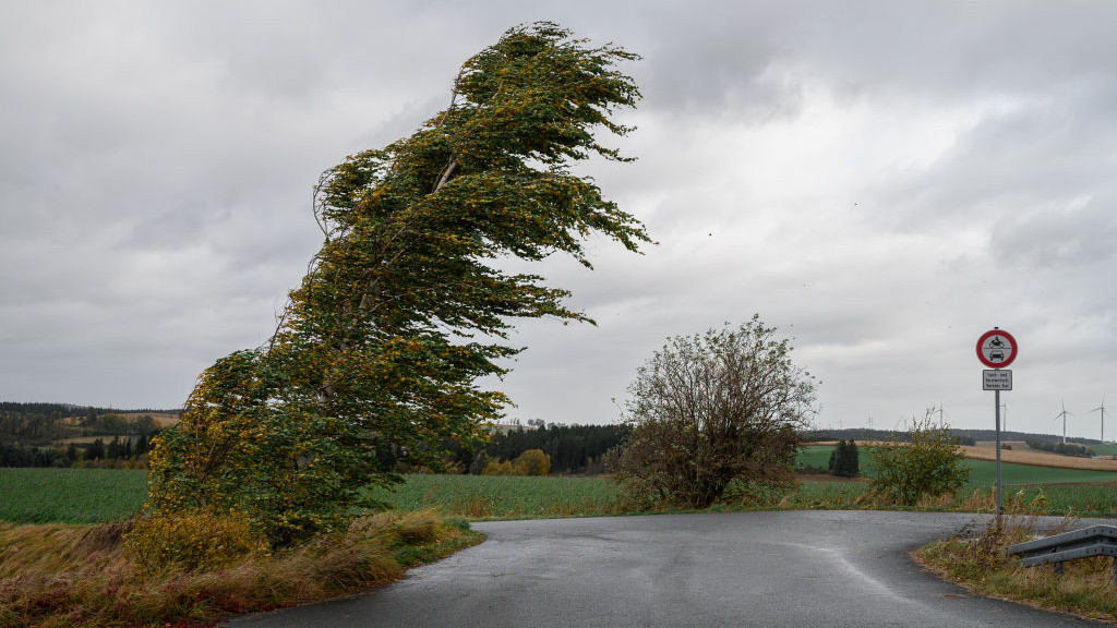 21 October 2021, Bavaria, MĂźnchberg: A birch tree bends in the wind. Low Ignatz moves over parts of Upper Franconia on Thursday morning. Photo: Daniel Vogl/dpa (Photo by Daniel Vogl/picture alliance via Getty Images)