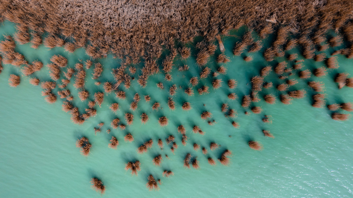 ZĂĄnka, Hungary - Aerial view about beautiful reeds formation with crystal clear turquoise water. Lake Balaton from birds eye view.