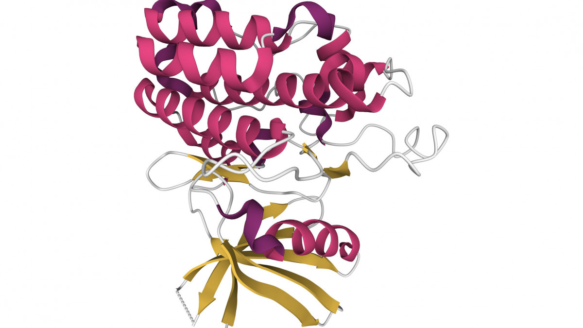 Transforming growth factor beta (TGFÎ˛) receptors are single pass serine/threonine kinase receptors that belong to TGFÎ˛ receptor family. 3D cartoon model, secondary structure color scheme, PDB 5e8v, white background