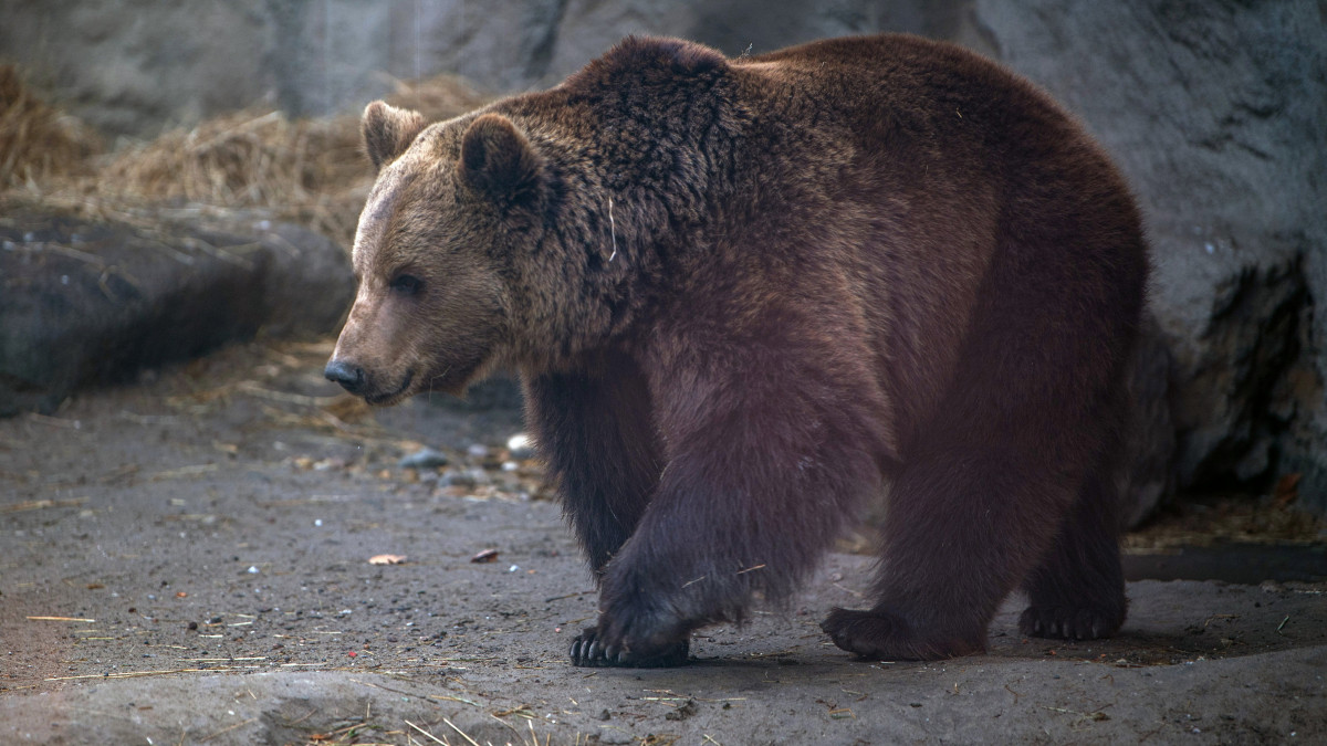 A Fővárosi Állat- és Növénykert barnamedvéje (Ursus arctos) a hagyományos medveárnyék-észlelés napján, 2022. február 2-án. Hugi, a barnamedve végül meglátta az árnyékát, ez a néphagyomány szerint azt jelenti, hogy a tél még sokáig fog tartani.