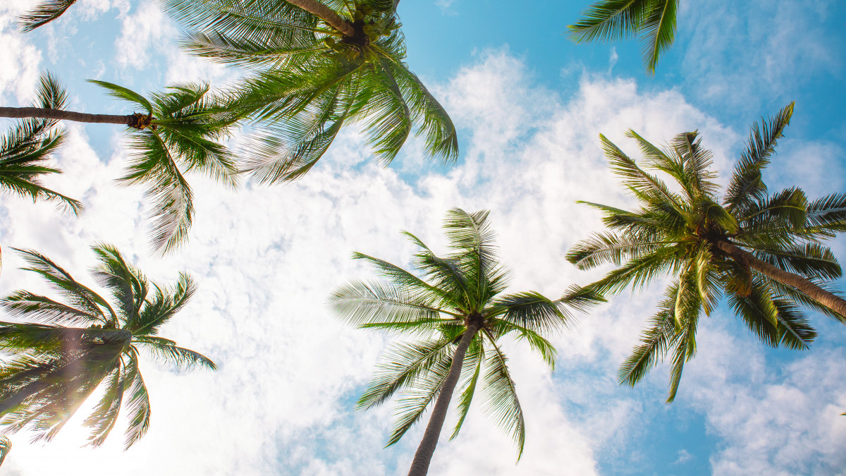 Coconut palm trees under blue sky,Koh Samui,surat thani,Thailand