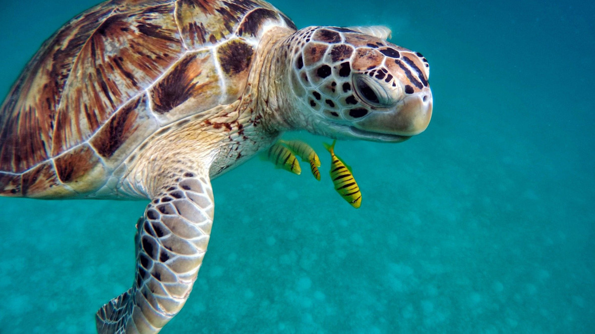 Szinte csak nőstények születnek tengeri teknősből - ezért