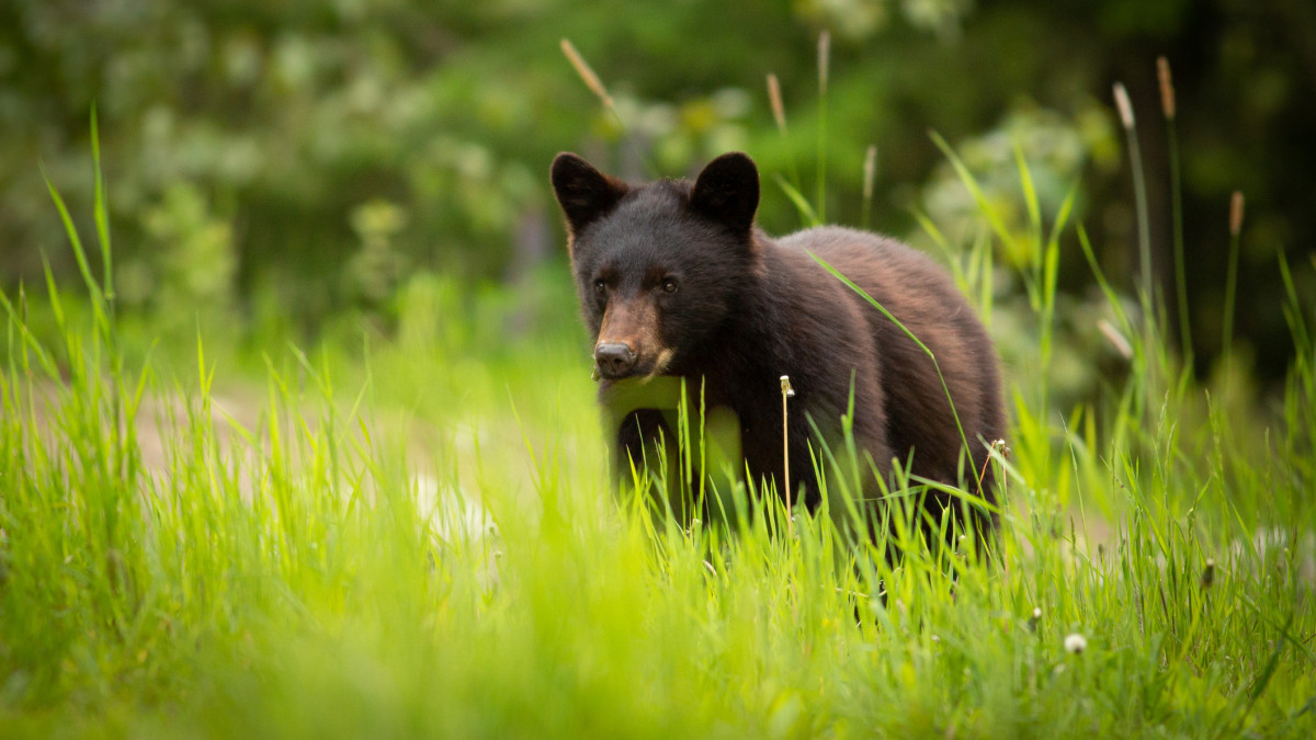 A young black bear feeding in the long grass and dandelions on Whistler mountain