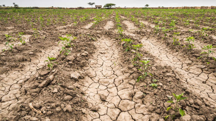 Szakértő: a klímaváltozás már az élelmiszer-ellátást is veszélybe sodorhatja