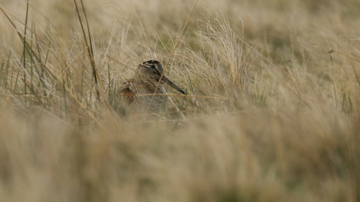 A pretty Woodcock, Scolopax rusticola, hiding in the long grass in the Moors.