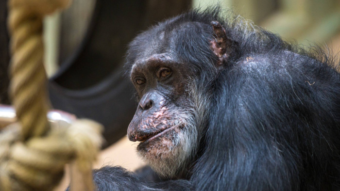 Elpusztult Európa legidősebb csimpánza