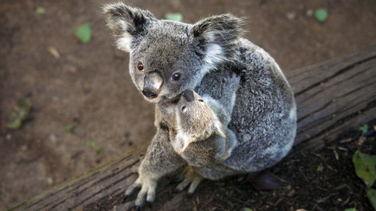 Australia, Queensland, Gold Coast, Currumbin Sanctuary, Koala and Baby.