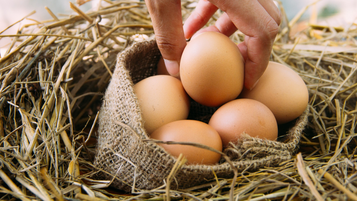 hand picking an egg from nest