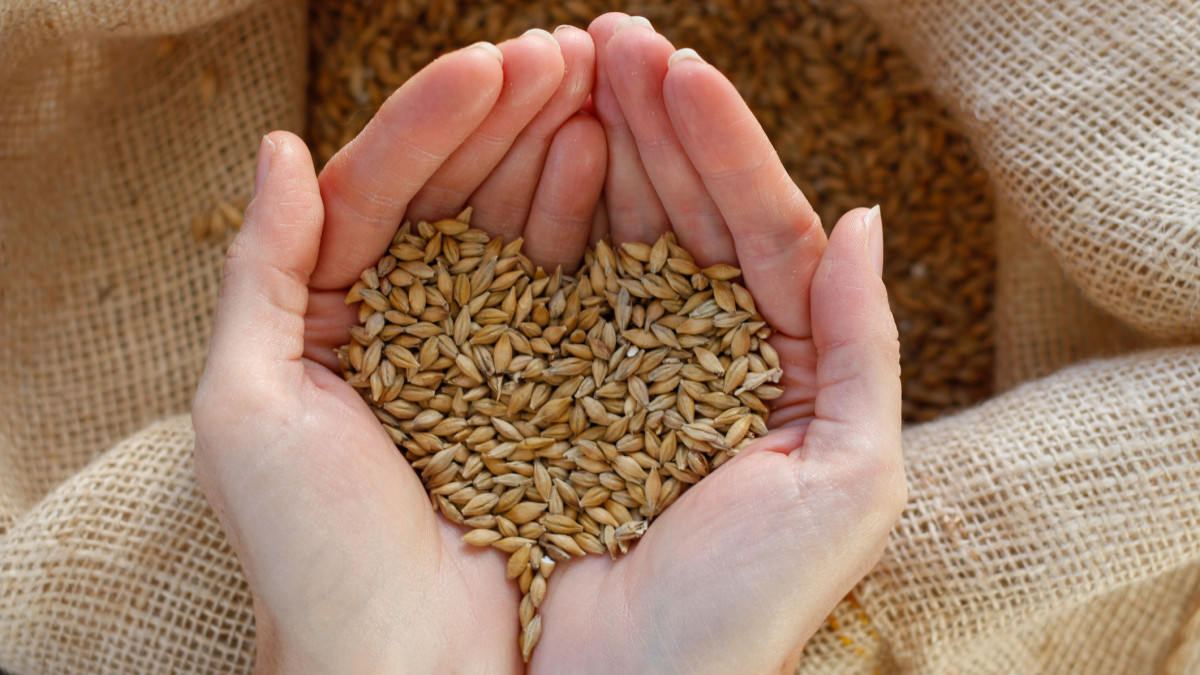 Barley Grains in the palms of the hand forms Love