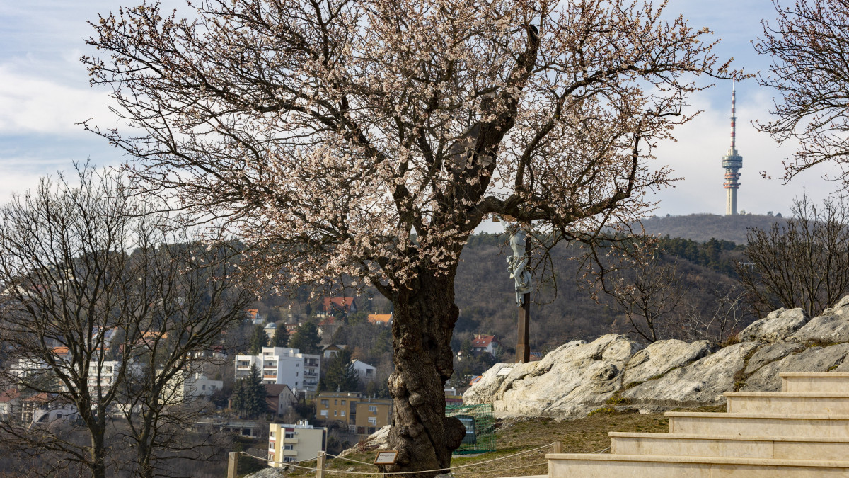 Virágzó mandulafa Pécsett, a Havihegyi kápolna (Havas Boldogasszony-templom) előtt 2021. március 3-án.