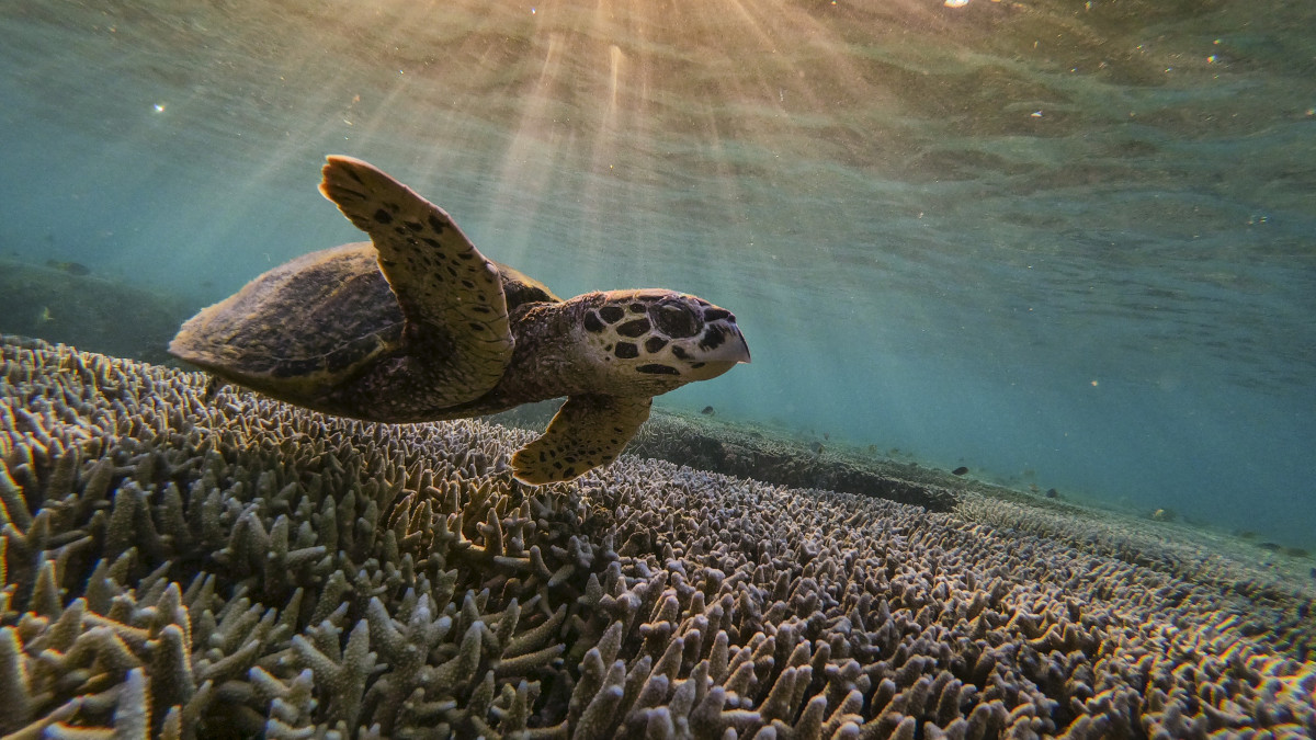 QUEENSLAND, AUSTRALIA - 2019/10/10: A green sea turtle is flourishing among the corals at lady Elliot island.  In the quest to save the Great Barrier Reef, researchers, farmers and business owners are looking for ways to reduce the effects of climate change as experts warn that a third mass bleaching has taken place. (Photo by Jonas Gratzer/LightRocket via Getty Images)