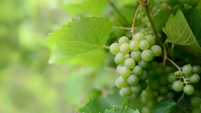 Nagy István még több magyar szőlőt szeretne termeltetni