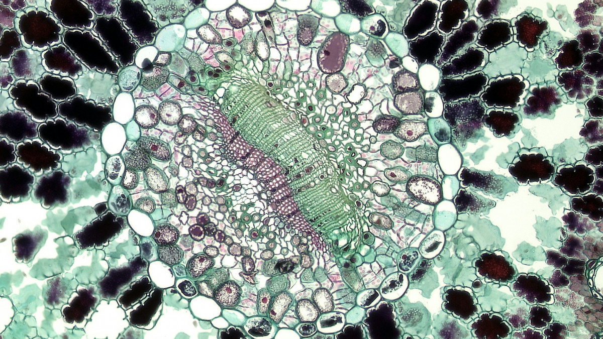 sejt mikroszkóp alatt