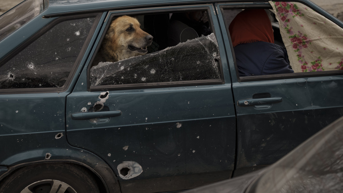 Kutya ül egy golyólyuggatta autó hátsó ülésén a kelet-ukrajnai Harkivban 2022. április 29-én.