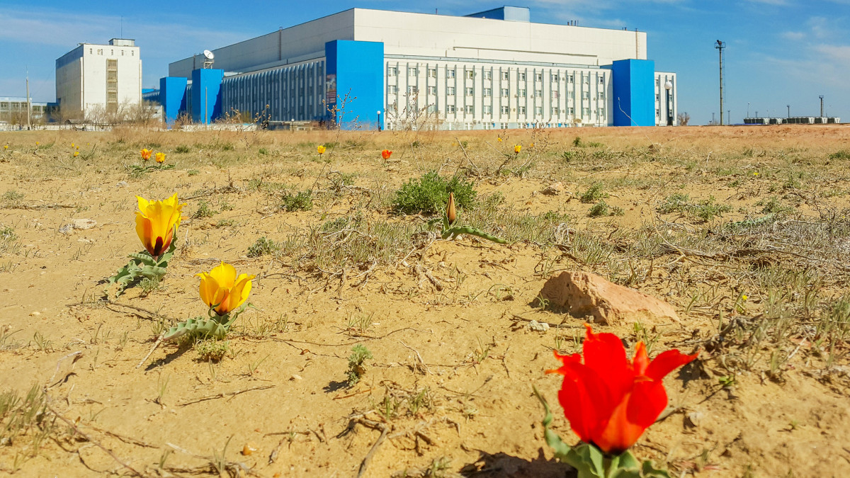 Yellow and red steppe tulips among clay soil and sparse vegetation against the background of blue and white industrial buildings and blue sky