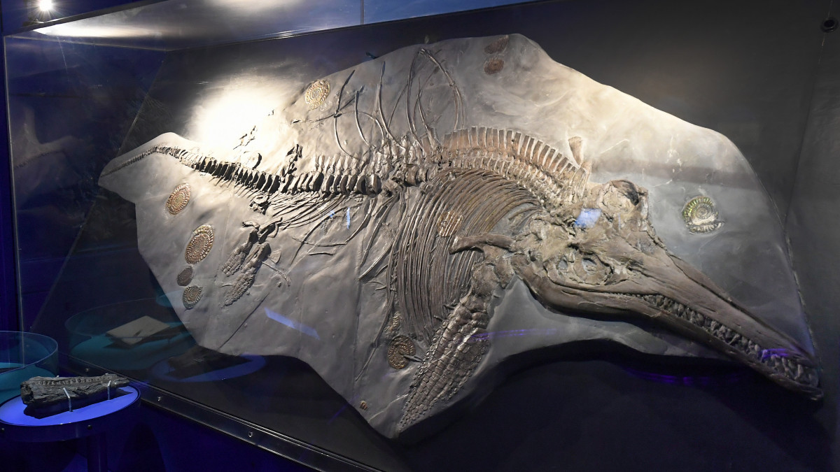 ATTENTION: EMBARGOED FOR PUBLICATION UNTIL 28 AUGUST 10:00 GMT! ACHTUNG: DIESER BEITRAG DARF NICHT VOR DER SPERRFRIST - (ATTENTION EDITORS: EMBERGOED UNTIL 28 August - 10 AM)An approximately 200-million-year-old fossilized ichthyosaur (Ichthyosaurus communis) is on display in the Landesmuseum (state museum) in Hanover, Germany, 25 August 2017. Scientists found an embryo in the stomach of a so far unexplored female Ichthyosaur. The fossil is three to three-and-a-half-metres long. Photo: Holger Hollemann/dpa (Photo by Holger Hollemann/picture alliance via Getty Images)
