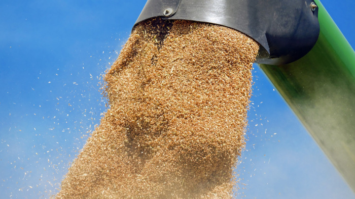 Gordiuszi csomó átvágva? – Bioetanol lehet a szennyezett ukrán kukoricából