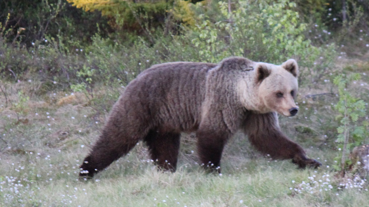 Nógrádban is medvét láttak