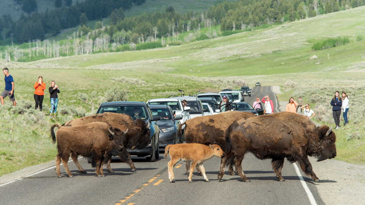 YELLOWSTONE NATIONAL PARK,WY - JUNE 08: Visitors watch bison and their newborns as they cross the road in Yellowstone National Park on June 8,2021. Yellowstone is seeing a record number of visitors since all entrances were open for the 2021 tourist season. (Photo by William Campbell/Getty Images)