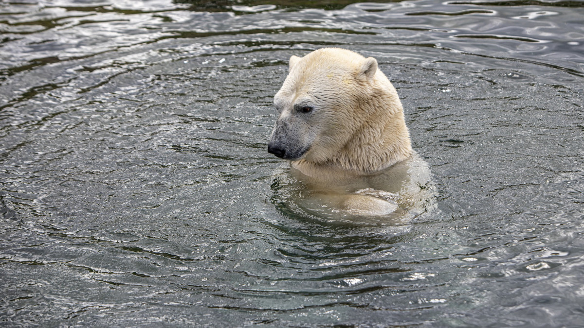 Különleges jegesmedvékre bukkantak kutatók