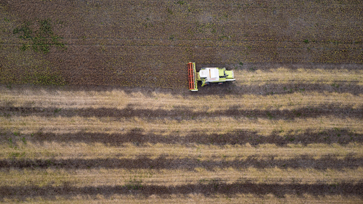 Kombájn aratja a kukoricát Fadd-Dombori határában 2015. október 8-án.