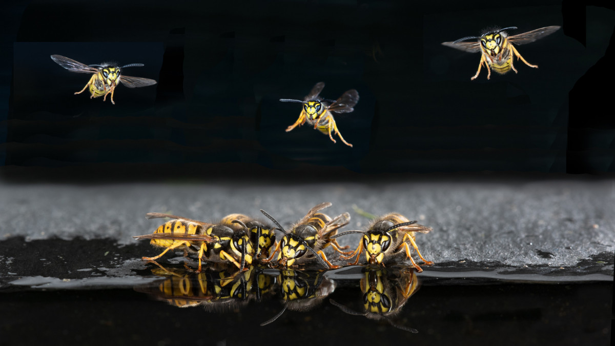 a group of wasps at waters edge drinking with reflections in the water. Three wasps are in flight coming in to land