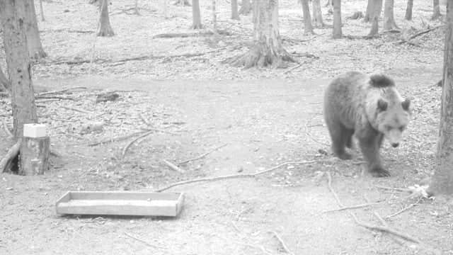 Medvét  lőtt a vadkamera a Bükkben
