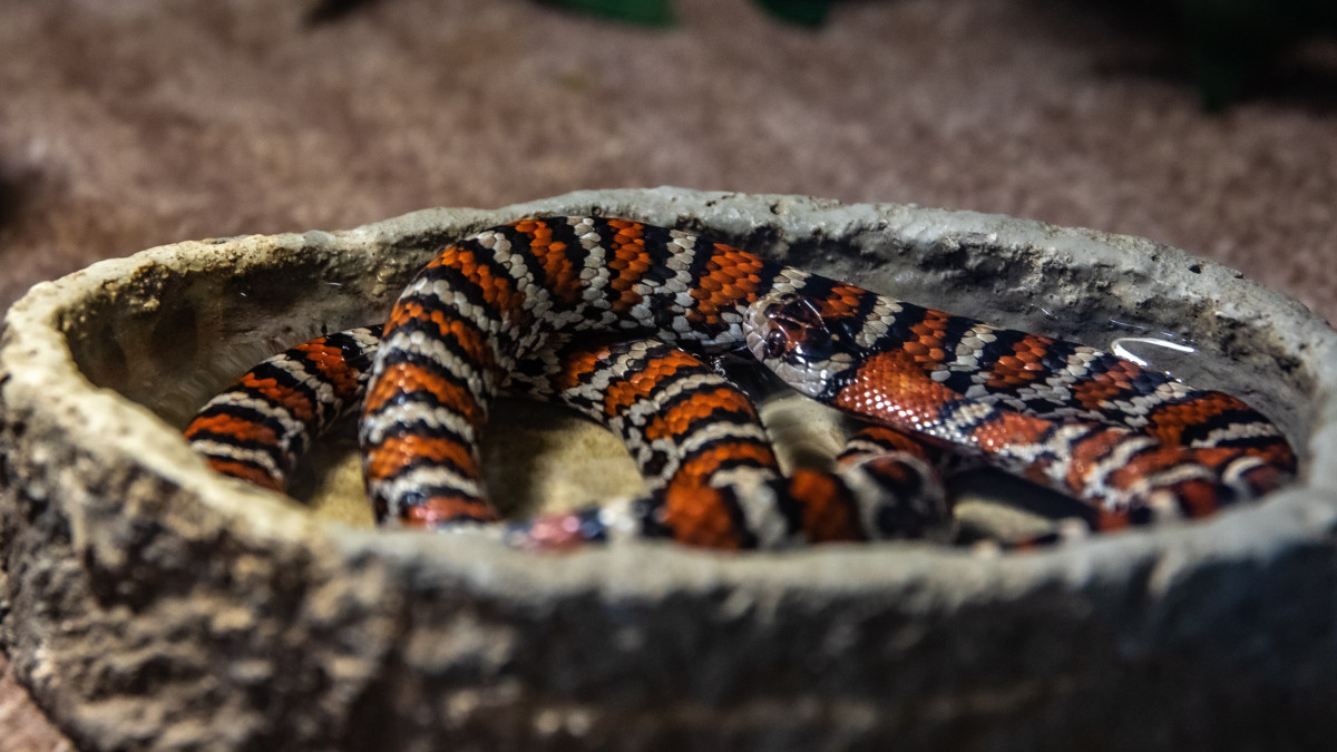 Ritka felvétel: kisebb kígyó falja fel a nagyobbat