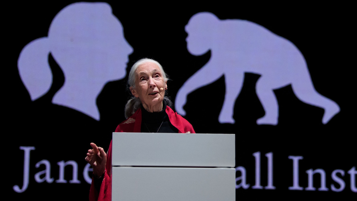 21 June 2019, Bavaria, Munich: The British behavioural scientist Jane Goodall gives her lecture Reasons for Hope. The primate researcher will tour the world with her lecture and would like to inspire people for her field of research. Photo: Sven Hoppe/dpa (Photo by Sven Hoppe/picture alliance via Getty Images)